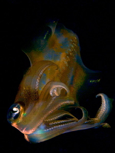 "squid" by Iyad Suleyman 